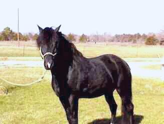Peruvian Paso Stallion - BK Caballero
Photo by Roberta Strong